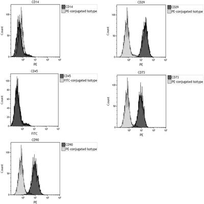 Enhanced Osteogenic Differentiation of Human Bone Marrow-Derived Mesenchymal Stem Cells by a Hybrid Hydroxylapatite/Collagen Scaffold